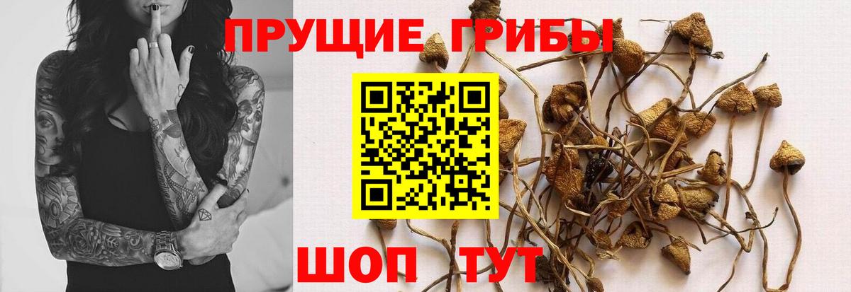 Псилоцибиновые грибы мицелий  закладка  Арзамас  Вход с VPN  Галлюциногенные грибы Magic Shrooms 